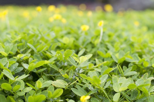 close up of bush plant after rains, with shallow depth of field.