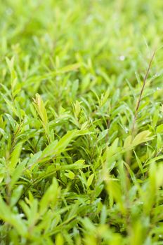 foliage close up after rains, with dews on leaves. Shallow depth of field.