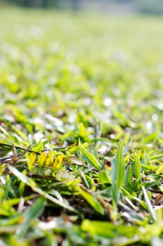 a close up view of grass, for concepts background
