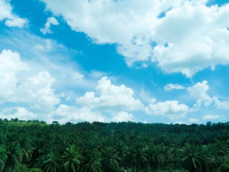 Palm trees plantations against blue sky with clouds.