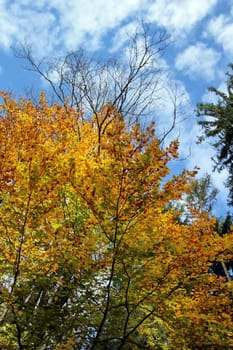 Autumn trees and branch in blue cloudy sky