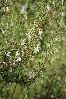 Close up of rosemary plant