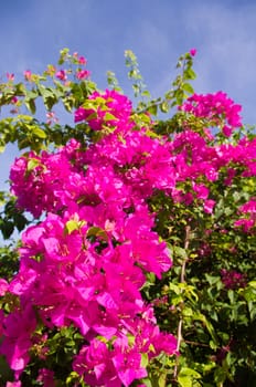 bush of blooming purple flower, Bougainvillea.