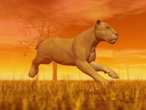 Lioness running in the savannah by sunset
