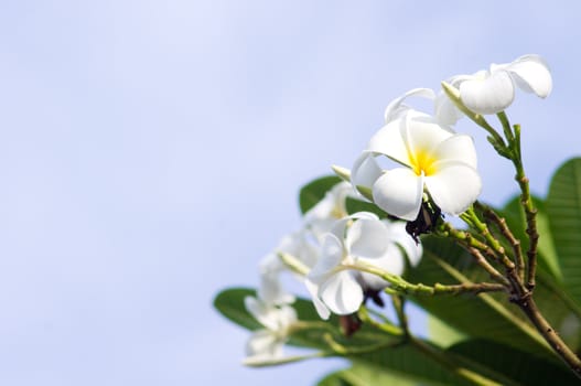 close up of white frangipani under soft light.