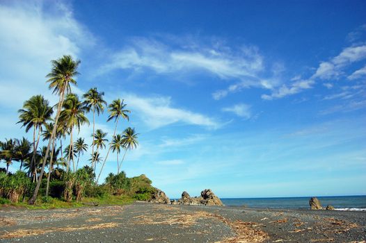 Palms at sea coast, Papua New Guinea