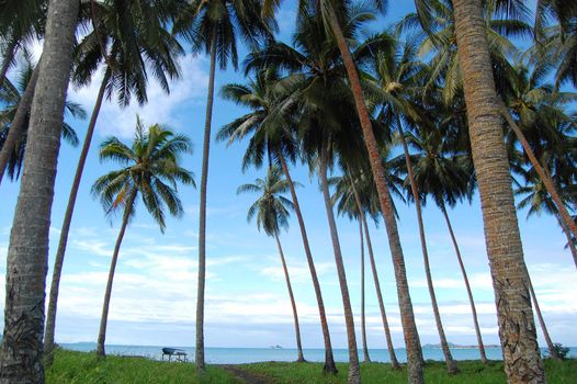 Palms at sea coast, village in Papua New Guinea