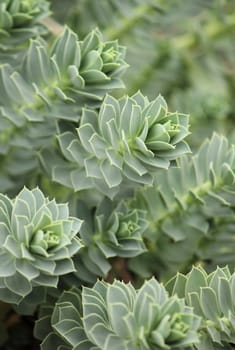 Close up og Myrtle Spurge - Euphorbia myrsinites
