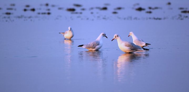 Several seagulls standing on the blue quiet water