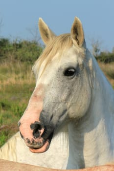 Portrait of a typical camargue white horse in nature, France