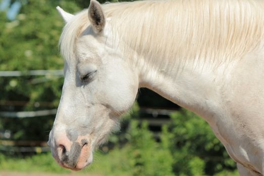 Profile portrait of a white horse with eyes closed while sleeping