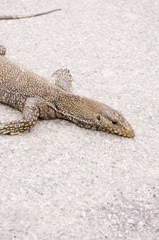 monitor lizard, can be found in many asian countries. 