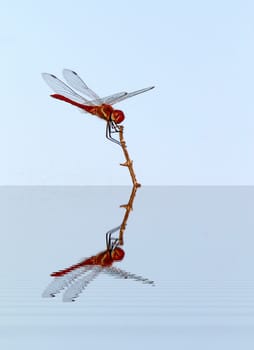 Beautiful typical red scarlet dragonfly of Camargue standing on a little branch with water reflection, France