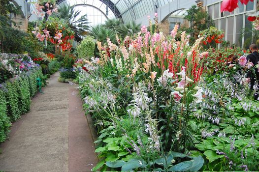 Flowers at greenhouse.
Auckland Domain. New Zealand