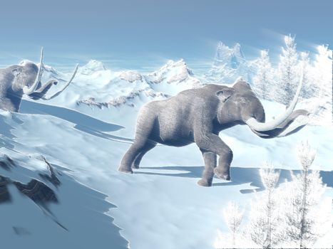 Two big mammoths walking slowly in the snowy mountain against the wind