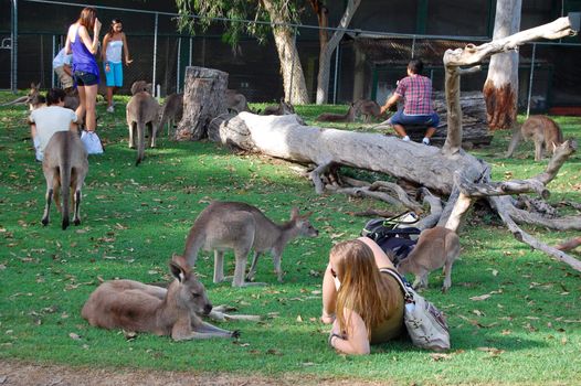 Tourists plays with kangaroos at zoo.
Lone Pine Koala Sancuary, Brisbane, Australia on April 25, 2010