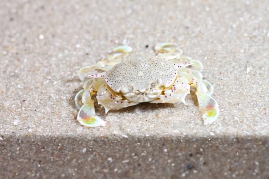 crab  on the sand