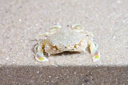 crab  on the sand