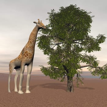 Big giraffe next to a big tree in the nature