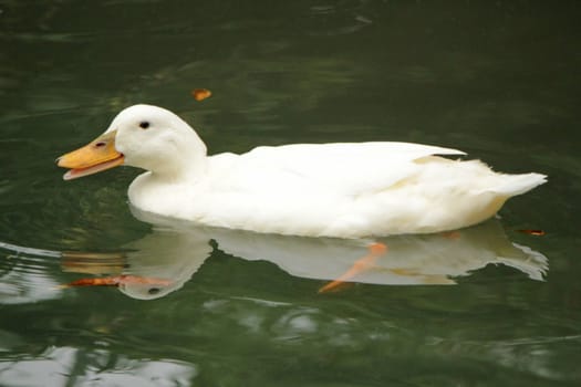 White duck swimming in the water with its beak open