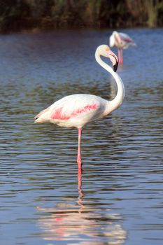 Beautiful flamingo standing in the water