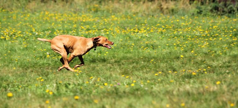 Brown rhodesian ridgeback running fast among yellow spring flowers and green grass