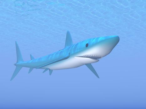 Big blue shark swimming quietly underwater