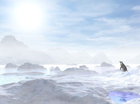 A little penguin standing in the middle of icebergs and looking at the sun