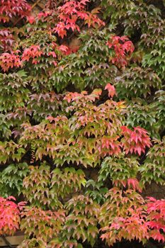 Green and red ivy leaves as a texture between summer and autumn