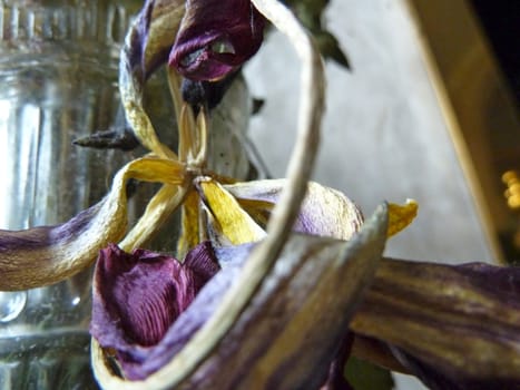 dried tulip flower as a background