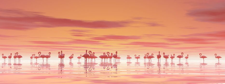 Flock of flamingos standing peacefully in the water by cloudy sunset