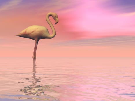 One flamingo standing peacefully alone in the water by cloudy sunset