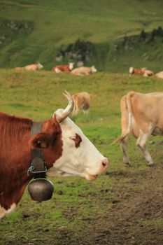 Beautiful profile portrait of a white and brown cow wearing a bell with other cows in the background