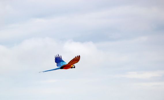 Blue and red ara macaw flying in cloudy sky