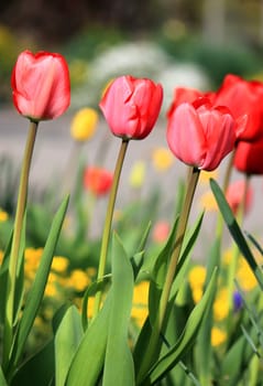 Few tulips in the garden by summer day