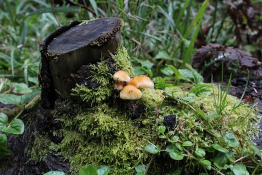 Few sulphur tuft - hypholoma fasciculare mushrooms on a trunk the woods