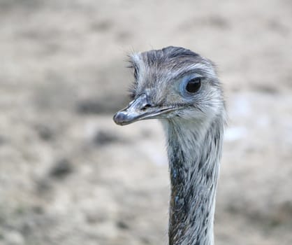 Close up of an emu face in blurry background