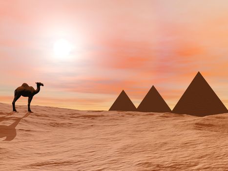 One camel standing in front of three mysterious pyramids in the desert by sunset
