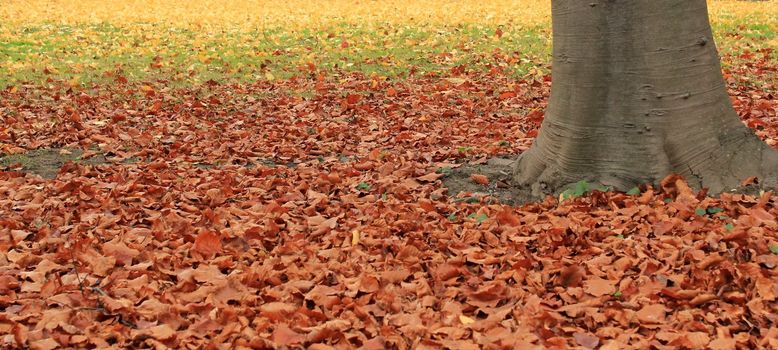 Red leaves on the grass next to a big trunk