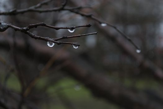 Raindrops on bare branches on a blurred background.