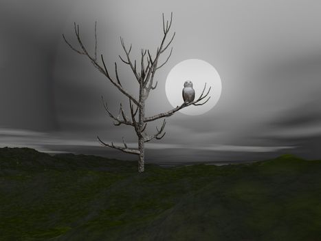 White owl standing on a branch in front of moonlight