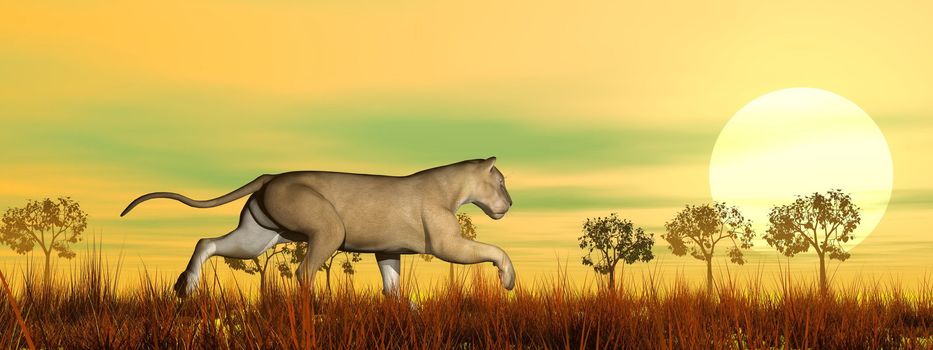 Lioness running in the savannah by sunset