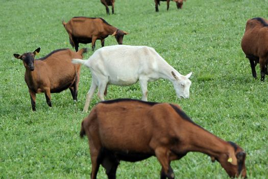 One white goat among bowns in a green grass meadow