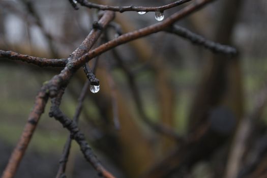 Raindrops on bare branches on a blurred background.