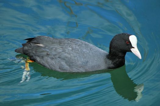 Black and white coot with its red eye looking at the photographer while floating on the water