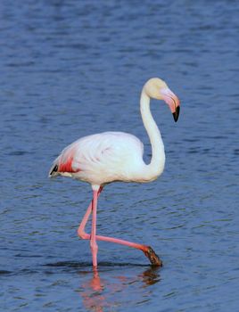 Beautiful white flamingo standing proudly in the water with one leg up