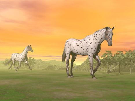 Two beautiful leopard appy horses in the nature by sunset