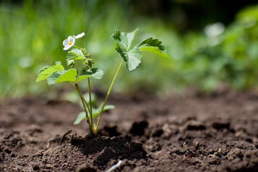 strawberry plant in spring in soil