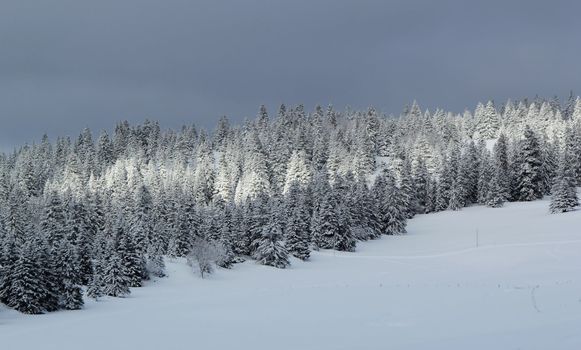 Beautiful fir trees covered with snow in the Jura mountain by cloudy day of winter, Switzerland