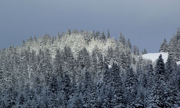 Beautiful fir trees covered with snow in the Jura mountain by cloudy day of winter, Switzerland